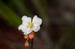 Pink sundew